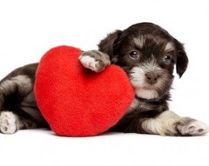 red heart dog